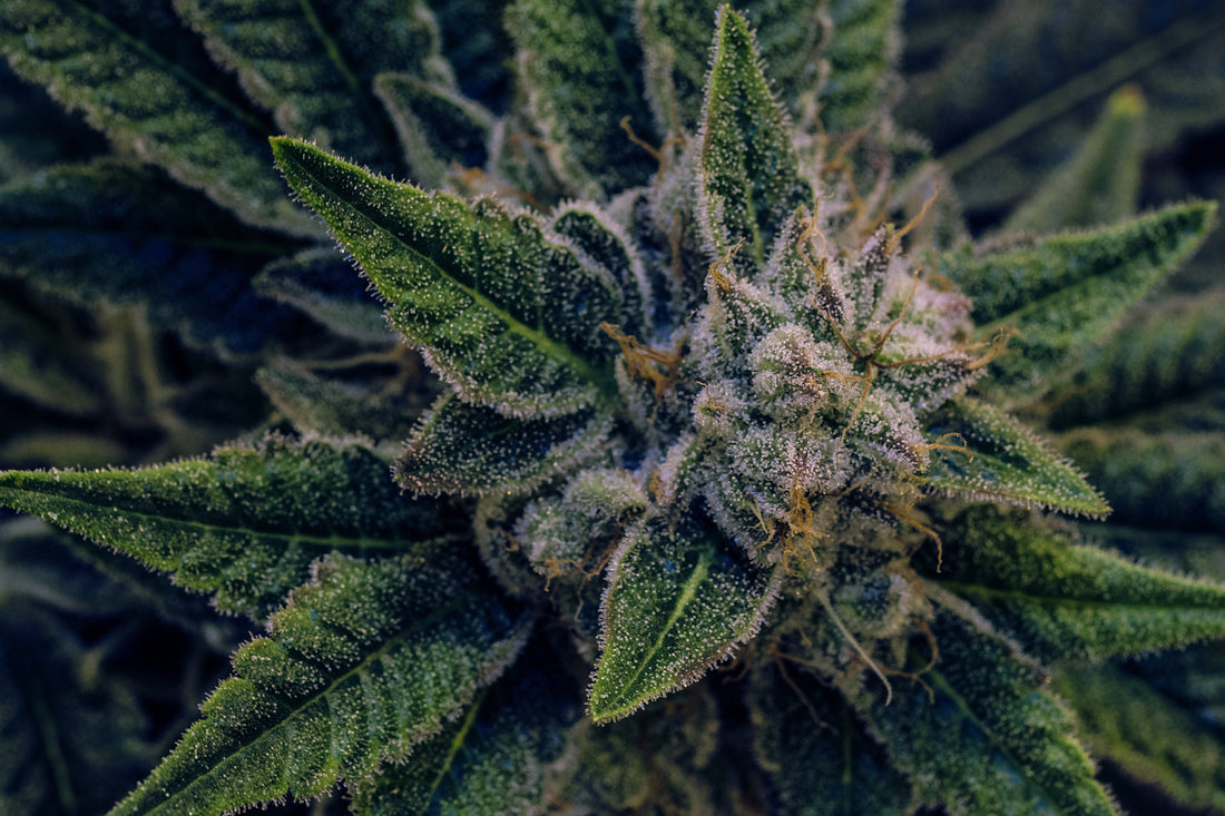 Trop Chem Strain Review: Sweet Citrus, Diesel Funk, and All-Day Mental Energy