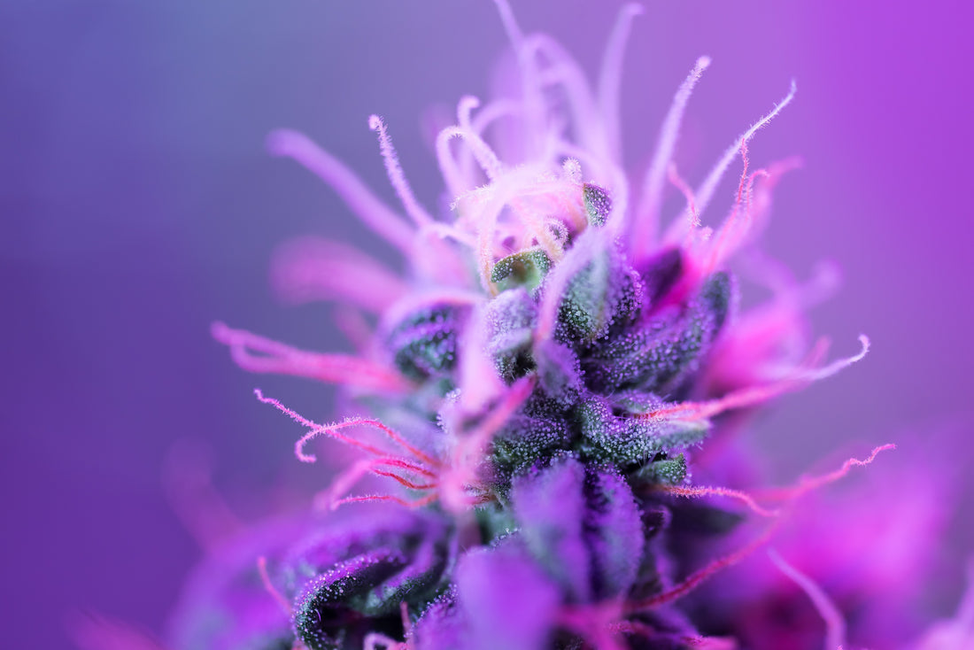Purple Punch Strain Breakdown: Flavor, Effects & Why It's a Go-To for Chill Nights