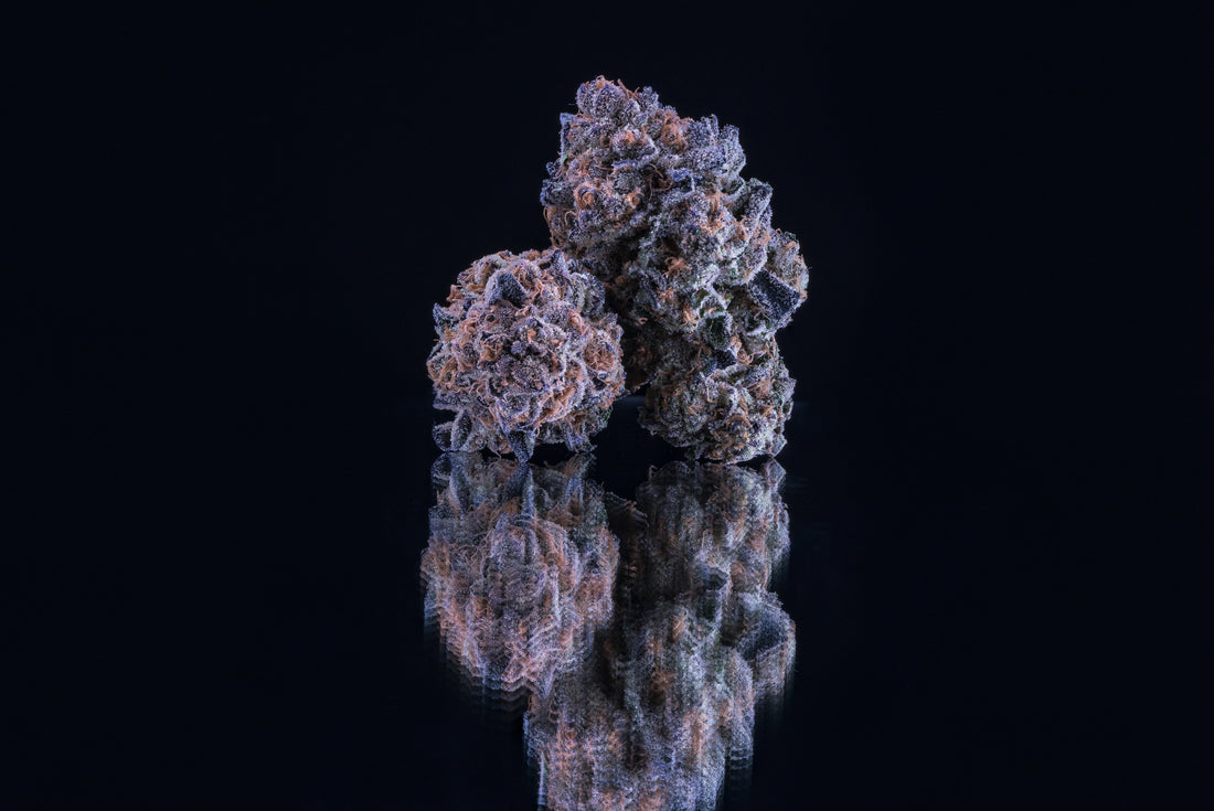 Grand Daddy Purple Strain Review: Grape Flavor and Legendary Indica Calm