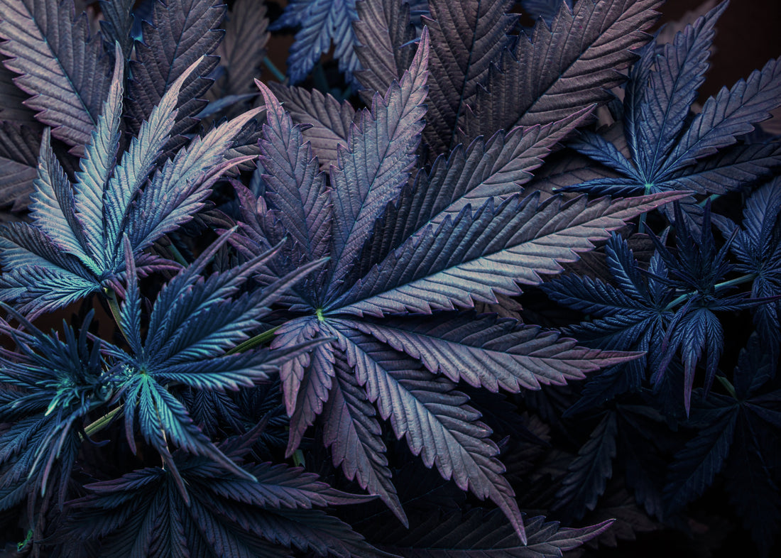 Purple Voodoo Strain Review: Funky Flavor, Euphoric Calm, and Full-Body Relief