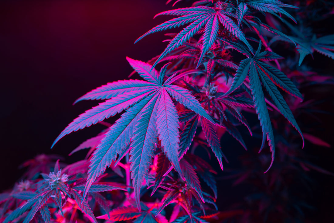 Halle Berry Strain Review: Citrus Clarity and Smooth Social Vibes