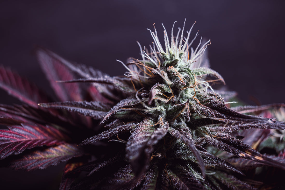 Black Velvet Strain Review: Rich Flavor and Balanced Anytime Calm