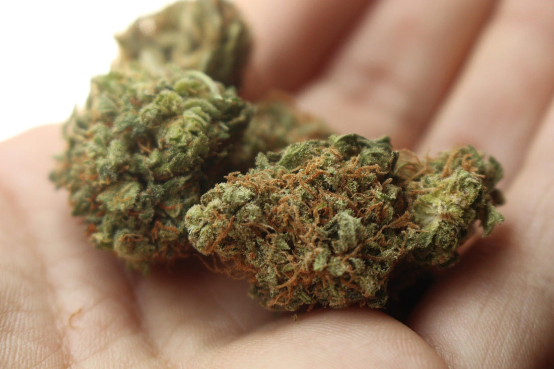 Biscotti Sherbert Strain Review: Dessert Flavor Meets Deep Relaxation
