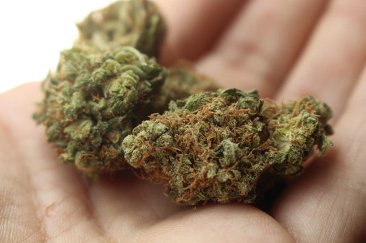 Biscotti Sherbert Strain Review: Dessert Flavor Meets Deep Relaxation