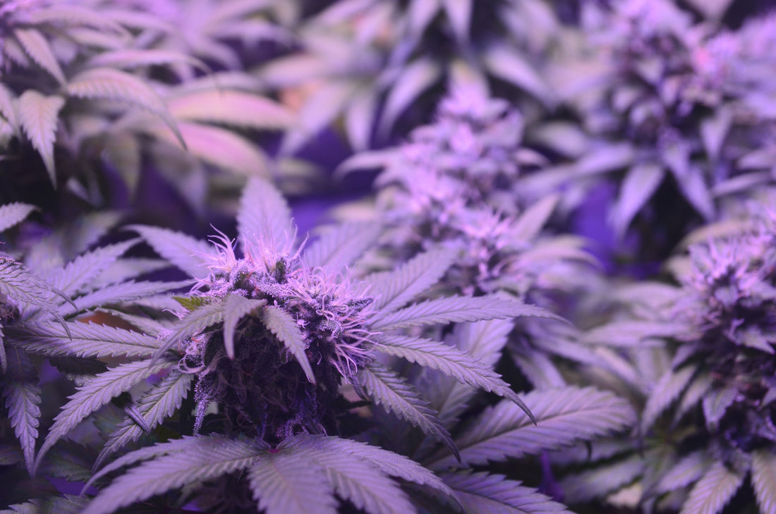 Grand Daddy Purple Snow Caps: Iconic Sedation Meets Diamond-Infused Potency