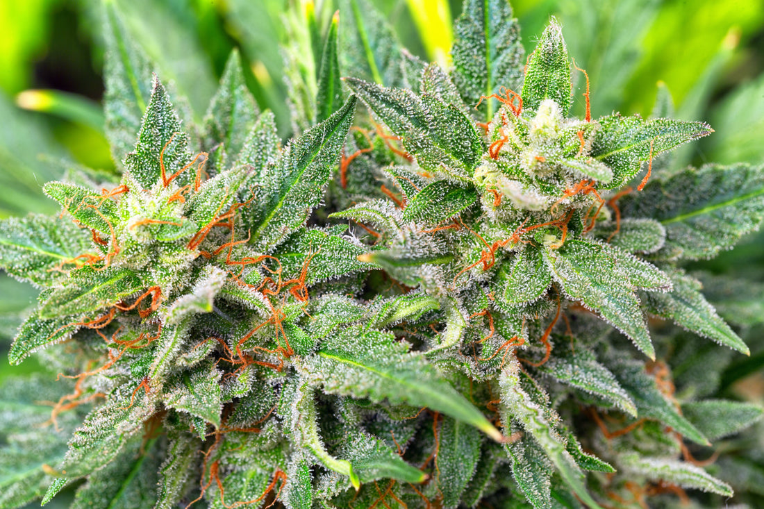 Permanent Marker Strain Review: Clear Calm, Bold Flavor, and Just the Right Vibe