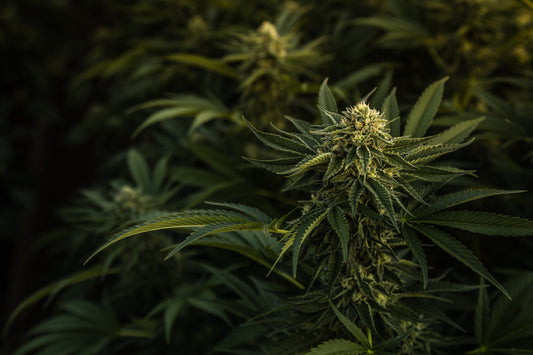 Super Boof Strain Breakdown: Bold Flavor and High-Energy Vibes