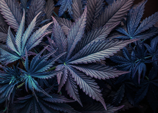 Purple Voodoo Strain Review: Funky Flavor, Euphoric Calm, and Full-Body Relief