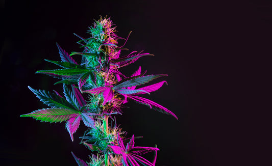 Gelato Strain Review: Creamy Citrus, Elevated Calm, and Creative Relief