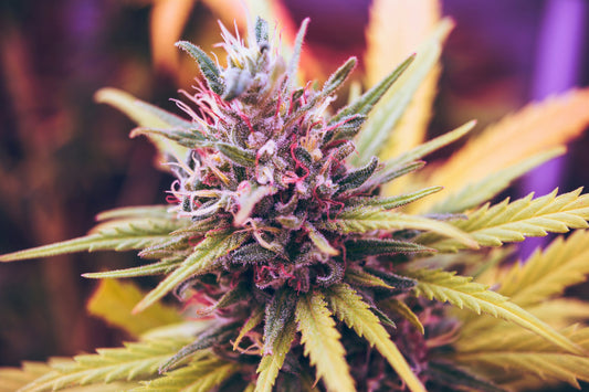 Strawberry Cough Strain Review: Berry Flavor, Creative Energy, and Clear-Headed Uplift