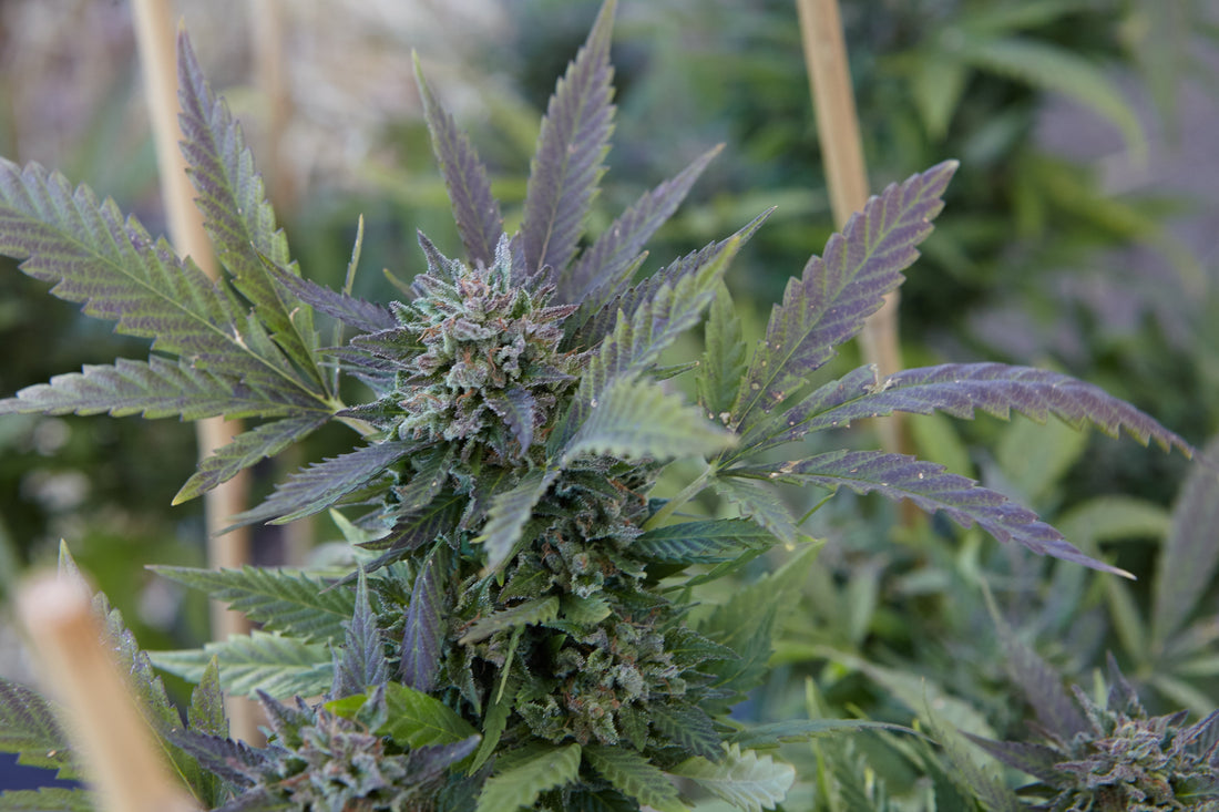 LA Pop Rocks Strain Review: Euphoric Balance with Sweet Fruity Flavor