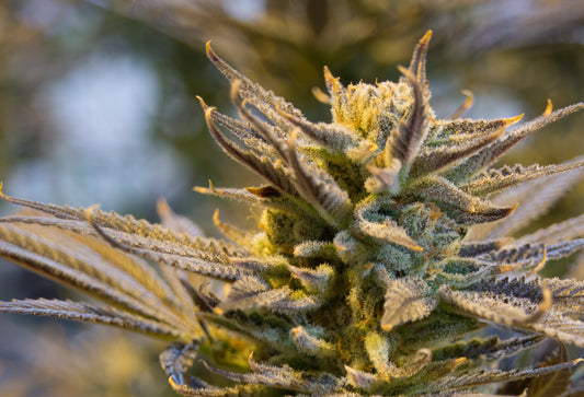 Lemon Cherry Gelato Snow Caps: Ultra-Potent Flavor and Balanced Bliss
