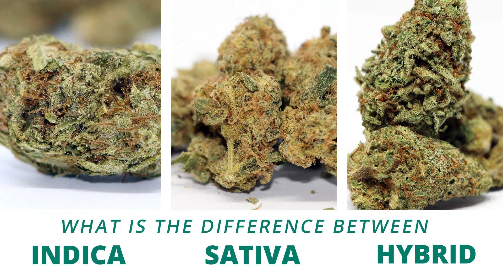 Sativa vs Hybrid vs Indica What's the Difference? All Good Daze