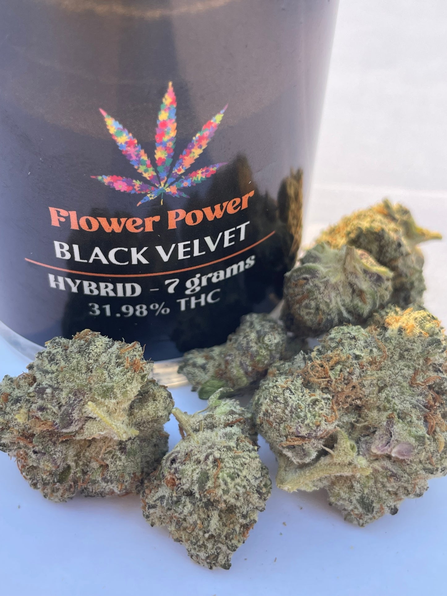 Black Velvet Flower- Hybrid