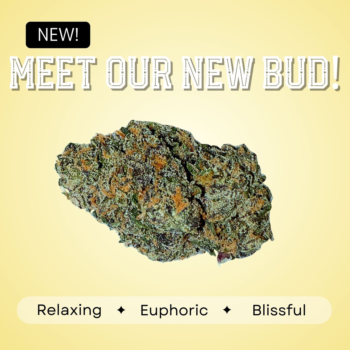 Georgia Pie - Hybrid - 33.00%